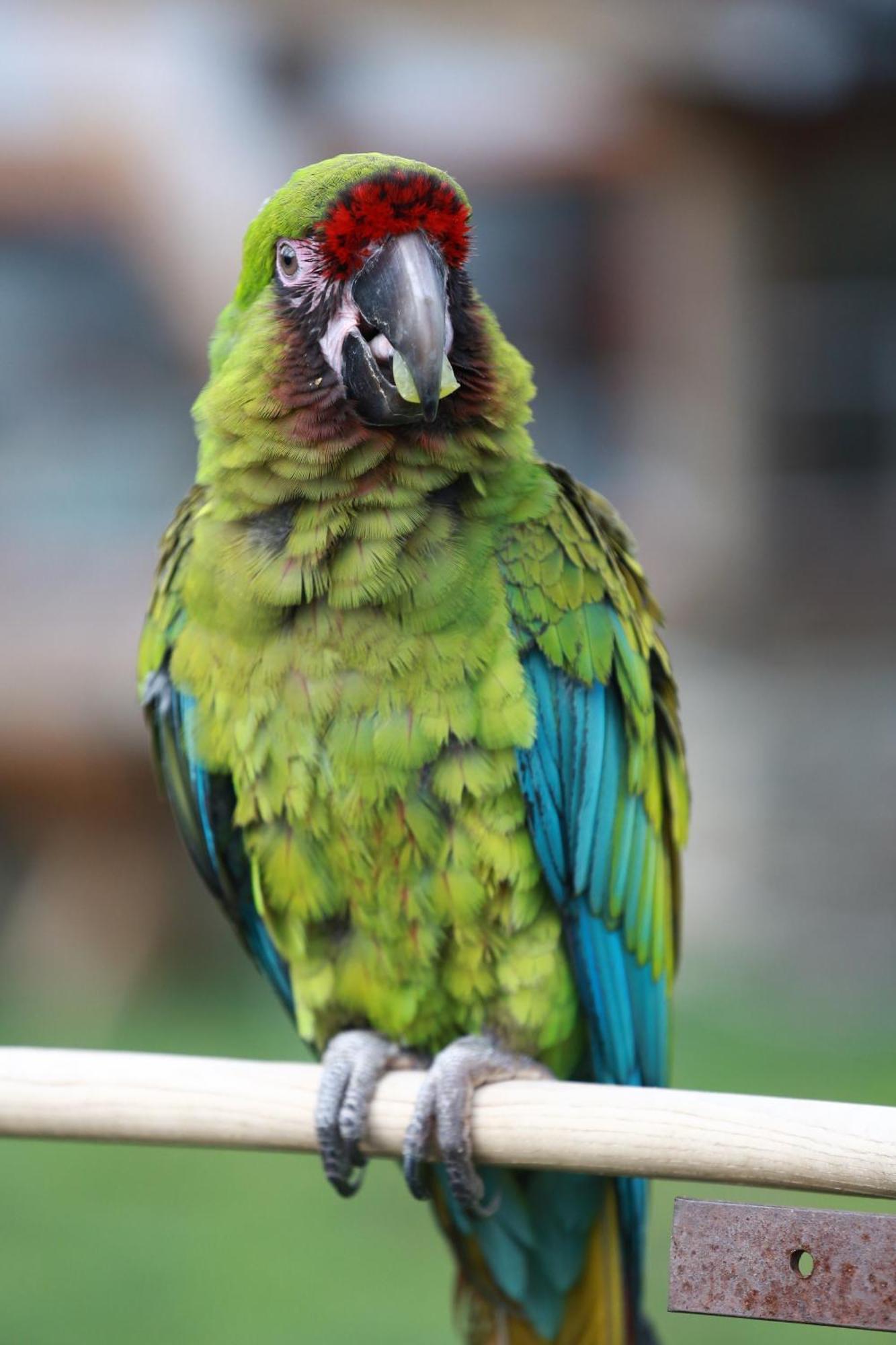 Faunapark Lipova-Lazne Luaran gambar