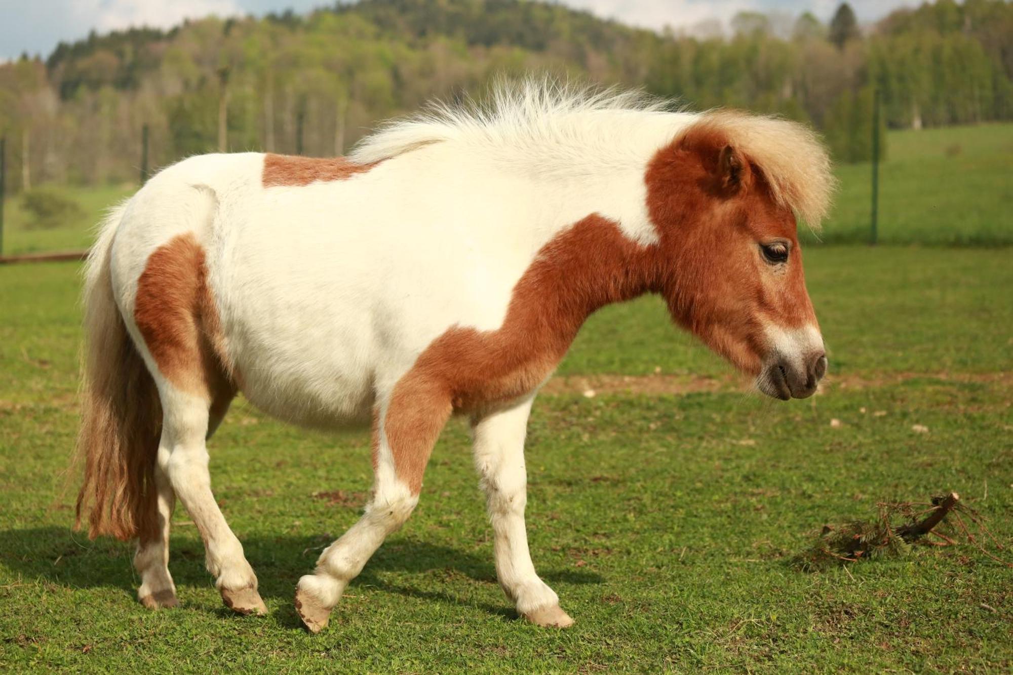 Faunapark Lipova-Lazne Luaran gambar