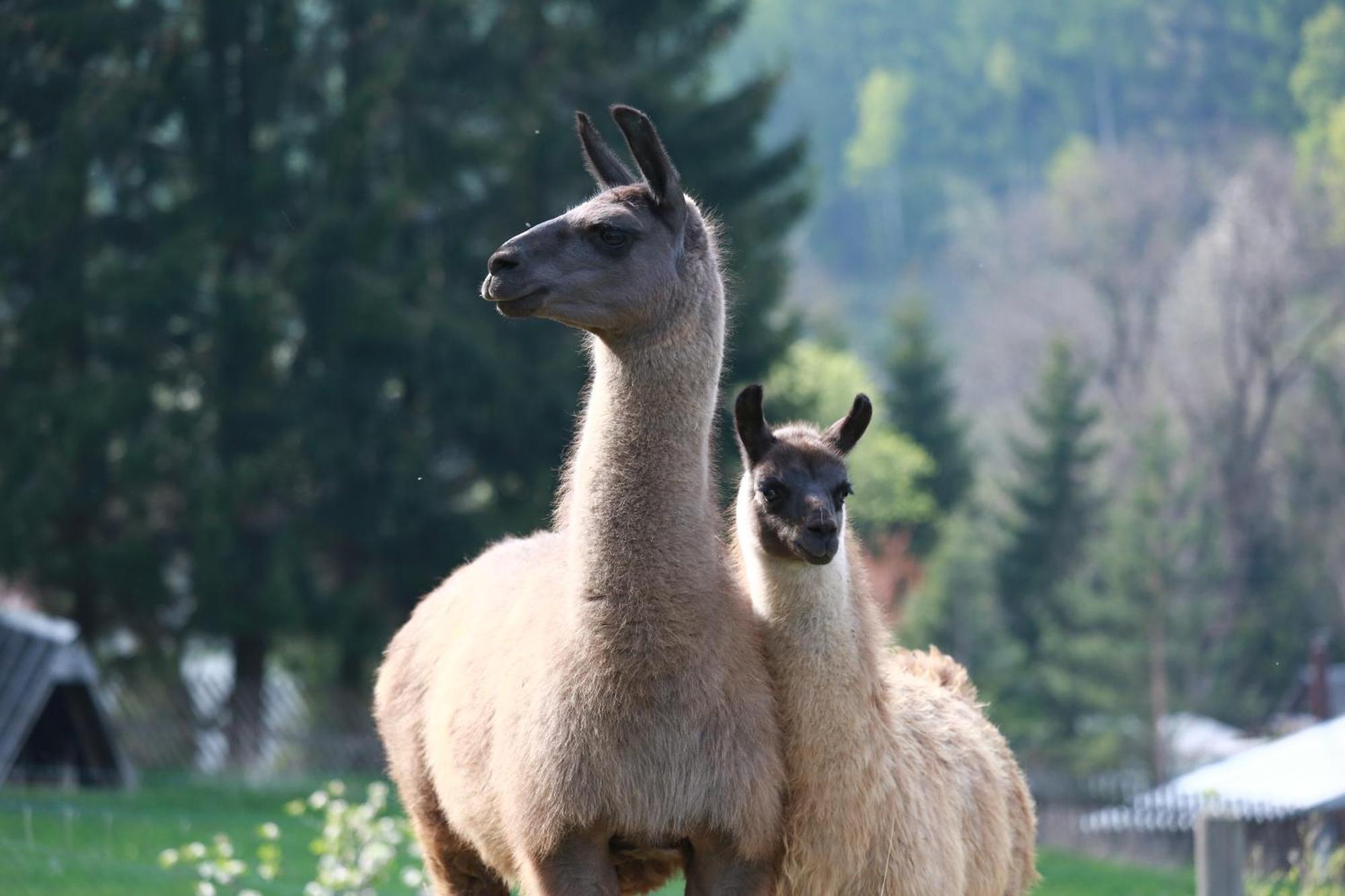 Faunapark Lipova-Lazne Luaran gambar